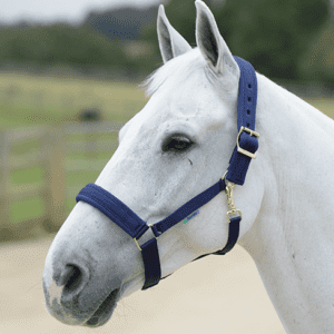 Licol Comfort halter - Bucas